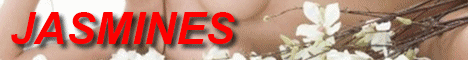 jasmines